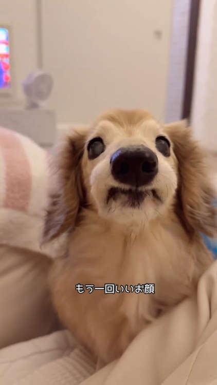 動物,犬,猫,しつけ,飼い方,育て方,病気,健康