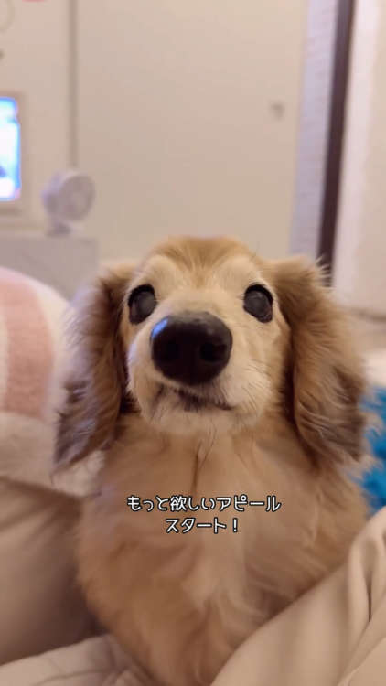 動物,犬,猫,しつけ,飼い方,育て方,病気,健康