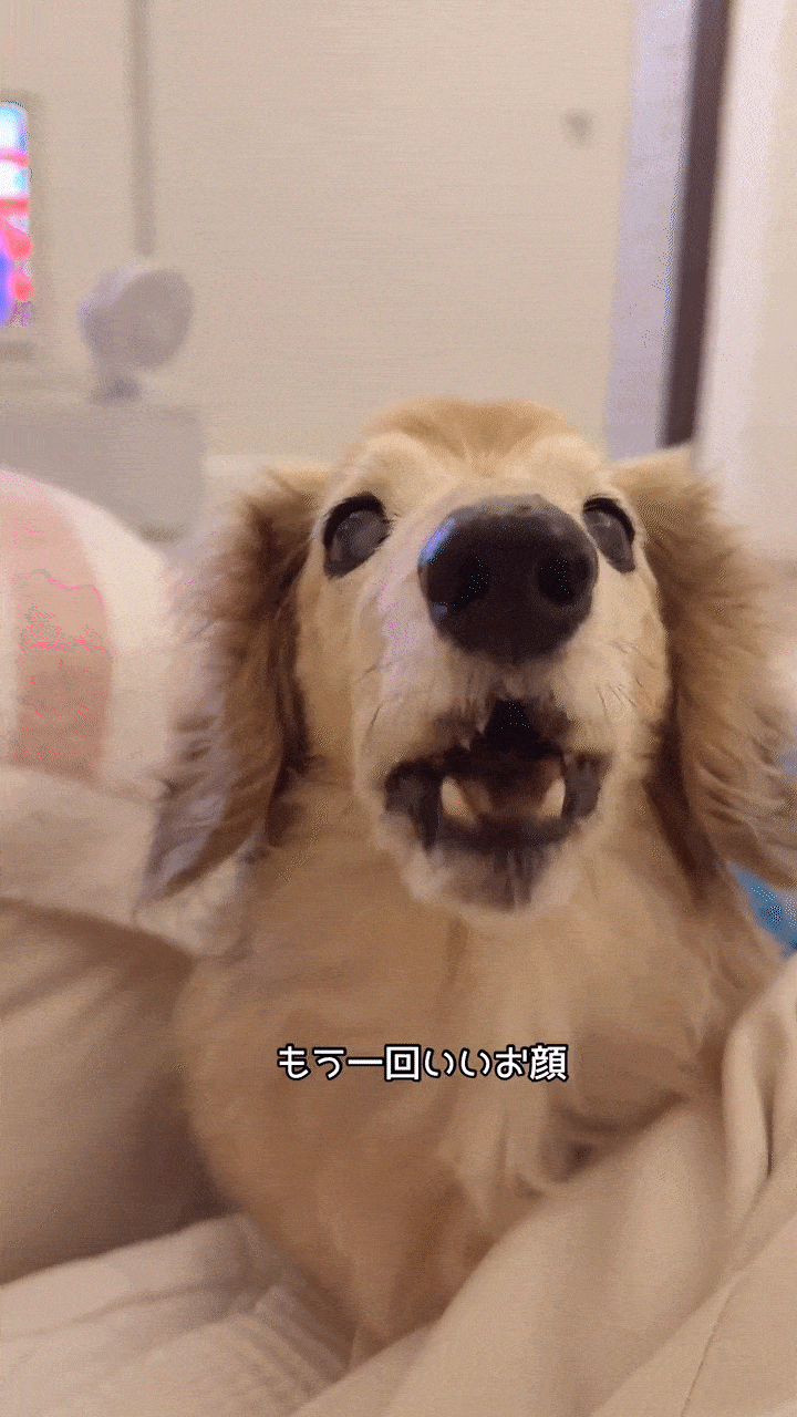 動物,犬,猫,しつけ,飼い方,育て方,病気,健康