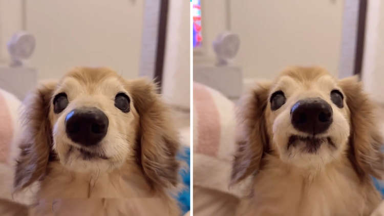 【口元見てみて♪】17歳のおじぃ犬、おやつ欲しさに繰り出す"モニョ顔"が愛おしすぎる♡