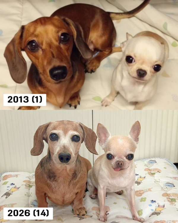 動物,犬,猫,しつけ,飼い方,育て方,病気,健康