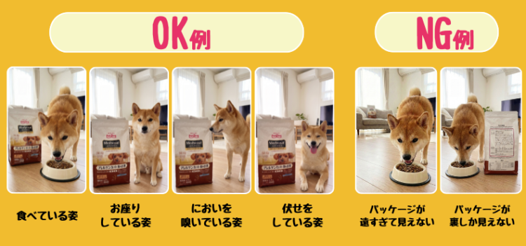 動物,犬,猫,しつけ,飼い方,育て方,病気,健康