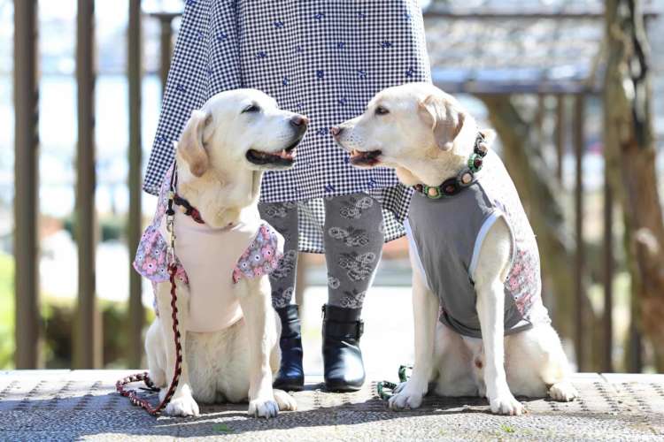 動物,犬,猫,しつけ,飼い方,育て方,病気,健康