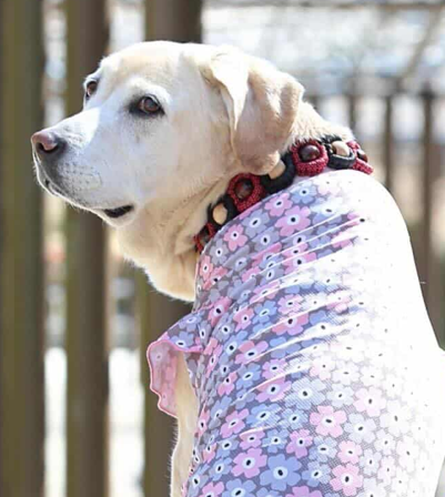 動物,犬,猫,しつけ,飼い方,育て方,病気,健康
