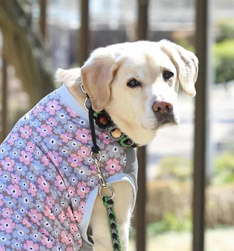動物,犬,猫,しつけ,飼い方,育て方,病気,健康