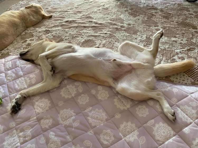 動物,犬,猫,しつけ,飼い方,育て方,病気,健康