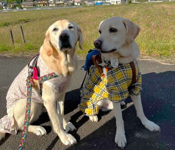 動物,犬,猫,しつけ,飼い方,育て方,病気,健康
