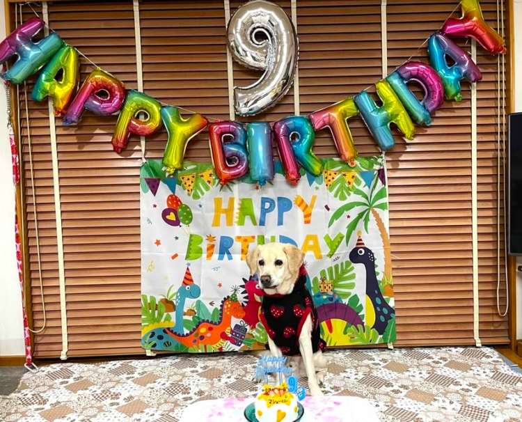 動物,犬,猫,しつけ,飼い方,育て方,病気,健康