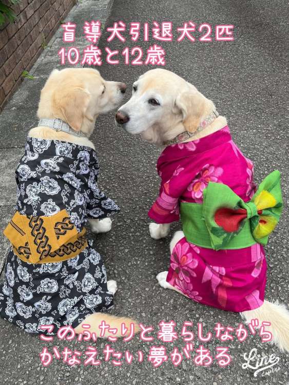 動物,犬,猫,しつけ,飼い方,育て方,病気,健康