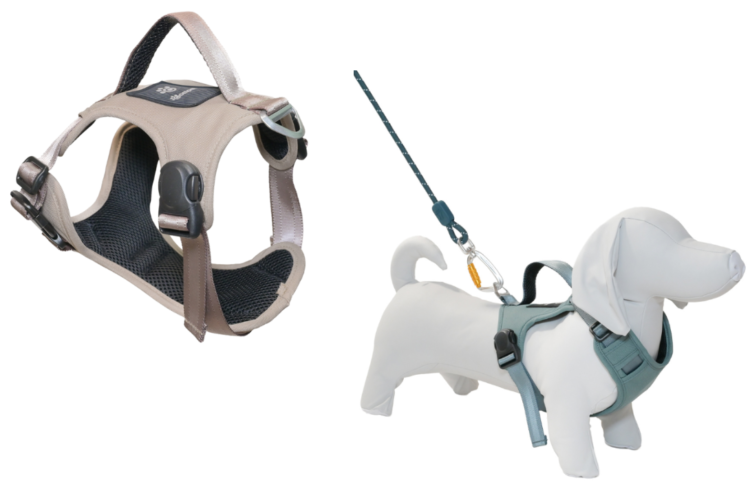 動物,犬,猫,しつけ,飼い方,育て方,病気,健康
