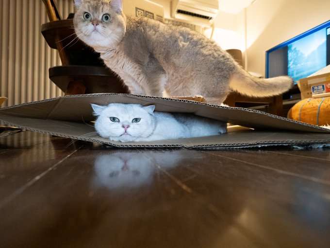 動物,犬,猫,しつけ,飼い方,育て方,病気,健康