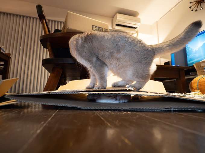 動物,犬,猫,しつけ,飼い方,育て方,病気,健康