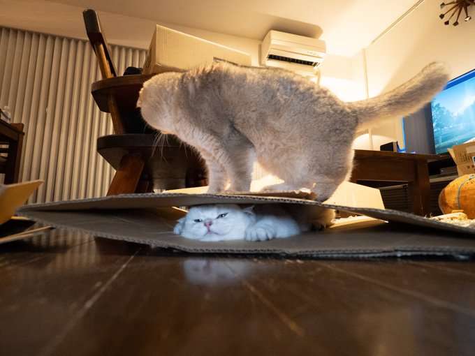 動物,犬,猫,しつけ,飼い方,育て方,病気,健康