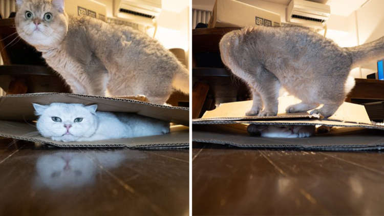 名は体を表すを体現しすぎた猫「大福ちゃん」の末路 → 潰されすぎて"かしわ餅"説が浮上