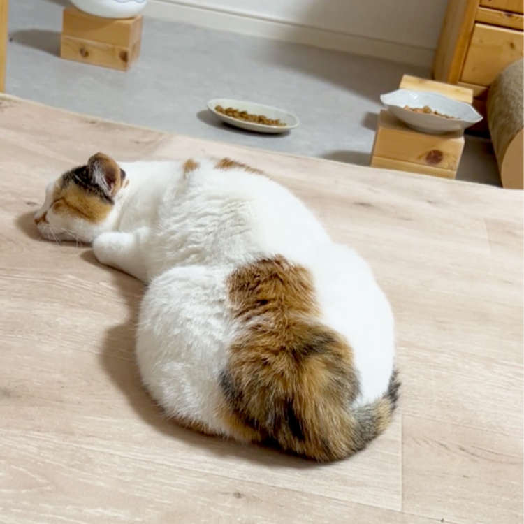 動物,犬,猫,しつけ,飼い方,育て方,病気,健康