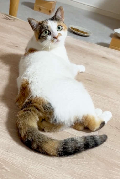 動物,犬,猫,しつけ,飼い方,育て方,病気,健康