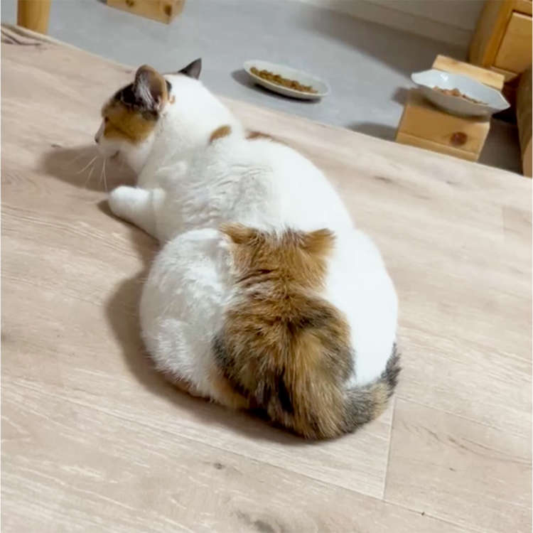 動物,犬,猫,しつけ,飼い方,育て方,病気,健康