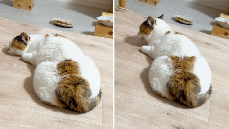 猫のおしりの模様に何か隠れてない…!? 指先ひとつで「まさかのチビ三毛」が爆誕♪