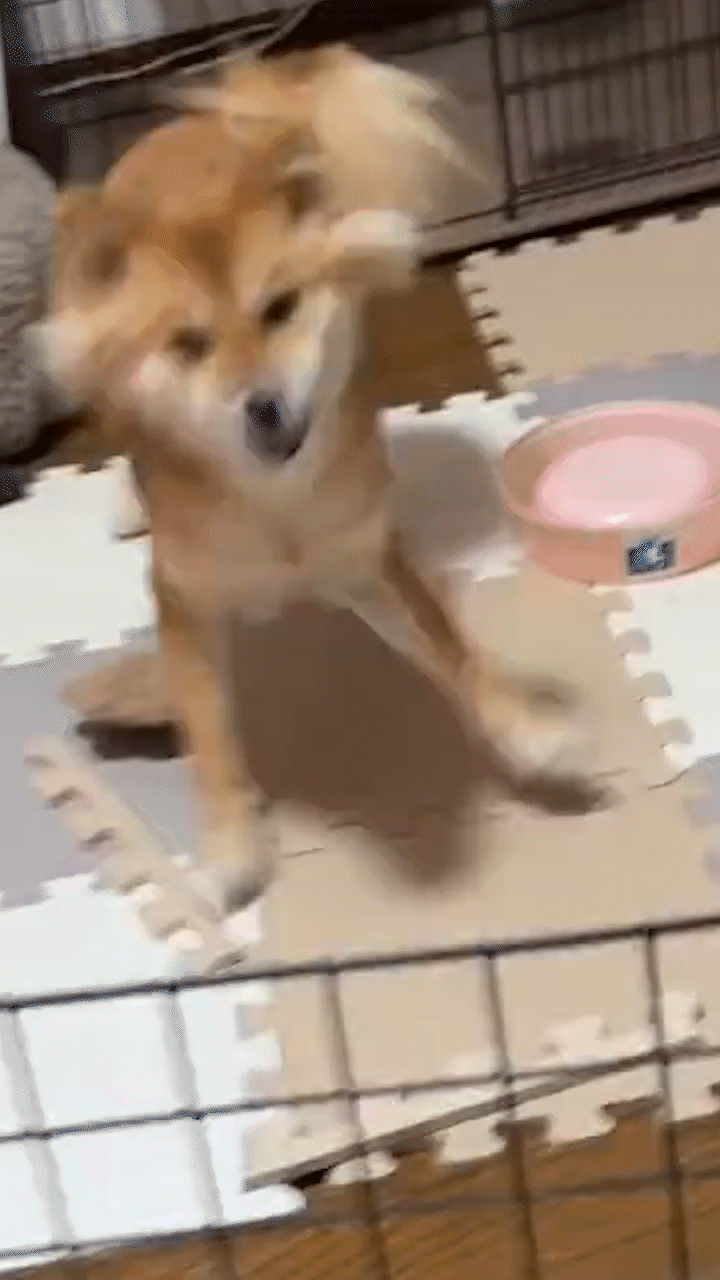 動物,犬,猫,しつけ,飼い方,育て方,病気,健康