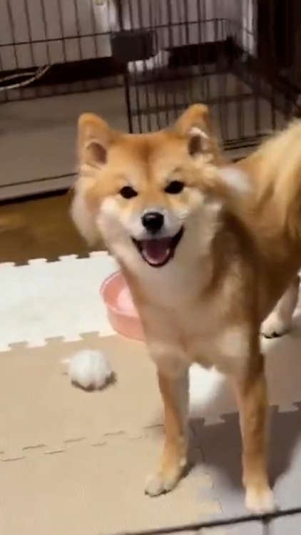 動物,犬,猫,しつけ,飼い方,育て方,病気,健康