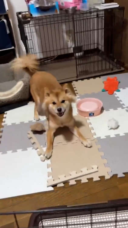 動物,犬,猫,しつけ,飼い方,育て方,病気,健康