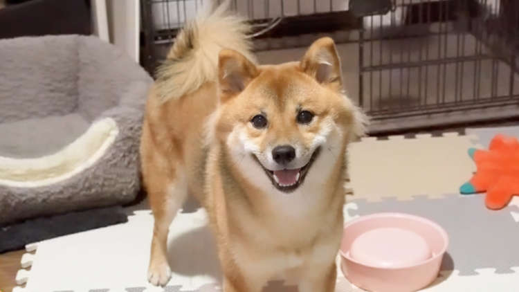 【パパもママも柴犬なんだけど……】頬毛だけ伸び続ける豆柴さん。特別すぎる突然変異に釘付け♪