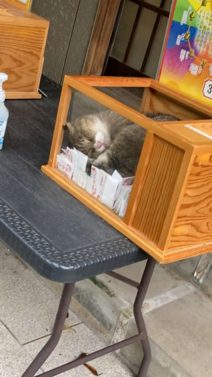 動物,犬,猫,しつけ,飼い方,育て方,病気,健康