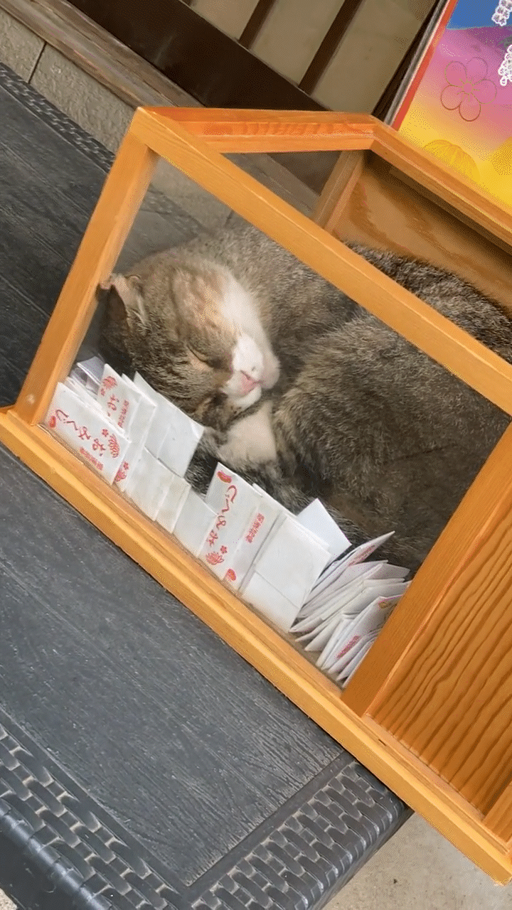 動物,犬,猫,しつけ,飼い方,育て方,病気,健康