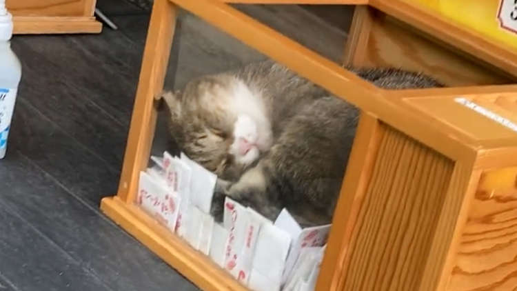【もはや猫が大吉】神社でおみくじ引こうとしたら、猫が先に"大吉"引いてた。