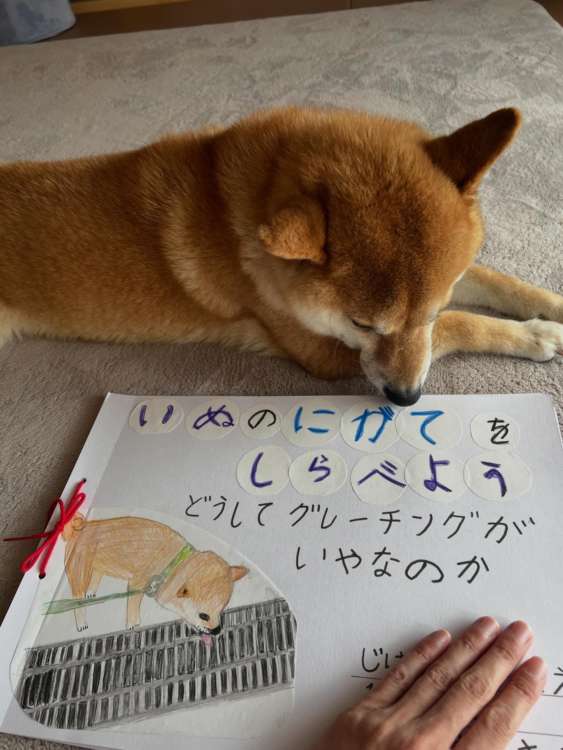 動物,犬,猫,しつけ,飼い方,育て方,病気,健康