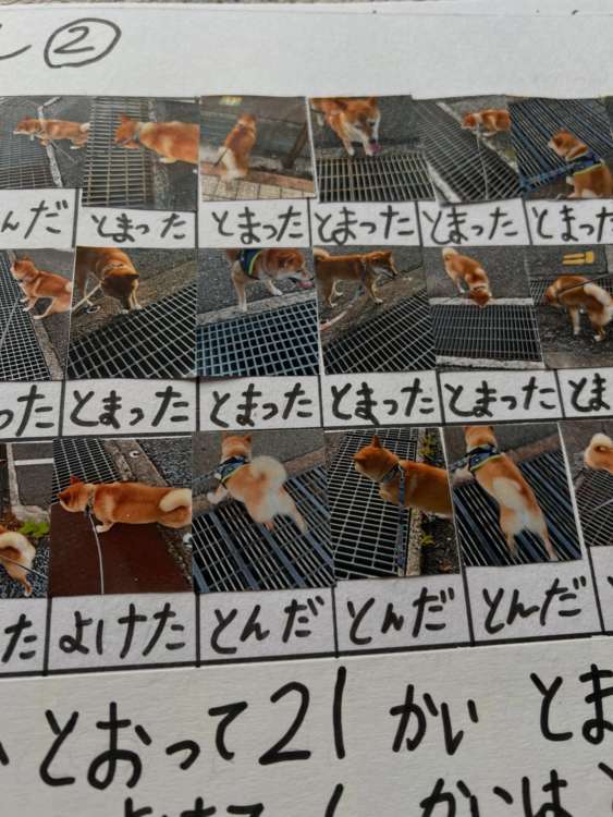 動物,犬,猫,しつけ,飼い方,育て方,病気,健康