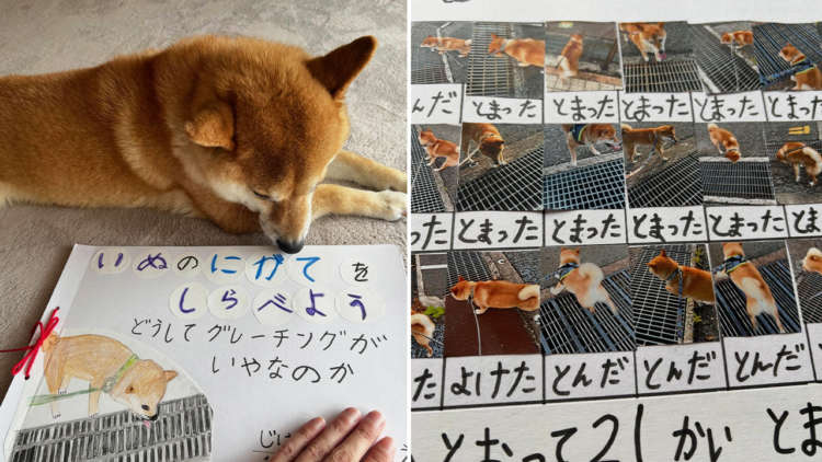 【妹の自由研究の“研究対象”になった柴犬】苦手なグレーチングに挑んだ結果……いいこともあった!?