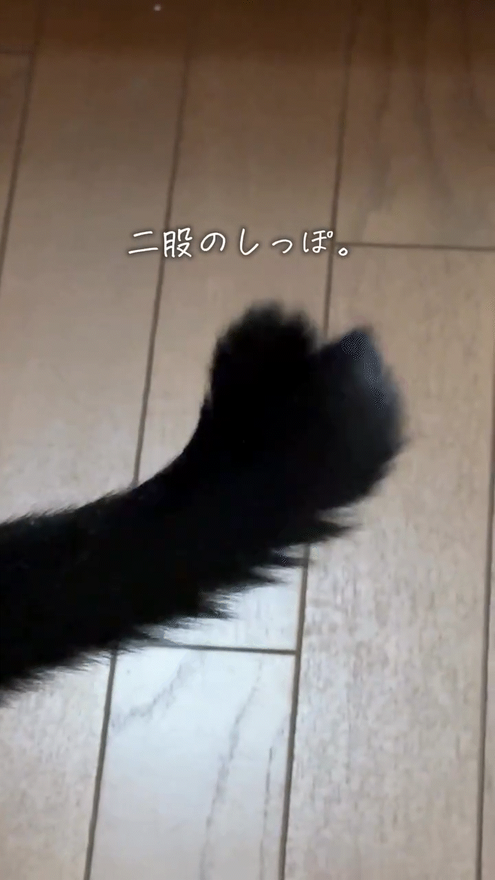 動物,犬,猫,しつけ,飼い方,育て方,病気,健康