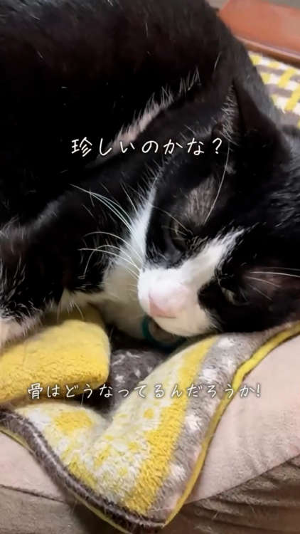 動物,犬,猫,しつけ,飼い方,育て方,病気,健康