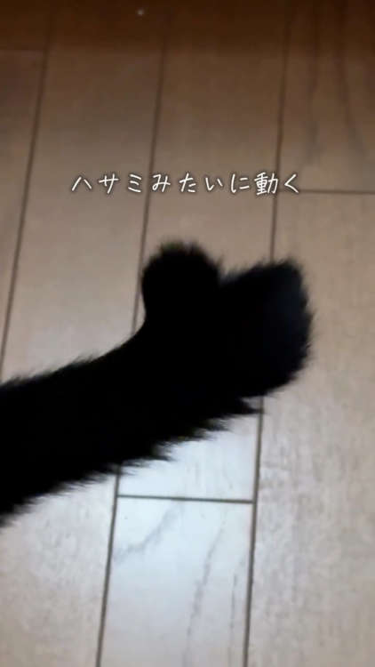 動物,犬,猫,しつけ,飼い方,育て方,病気,健康