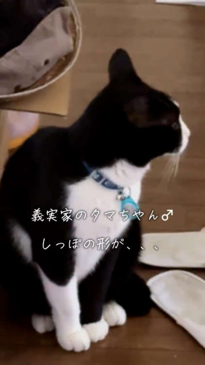 動物,犬,猫,しつけ,飼い方,育て方,病気,健康