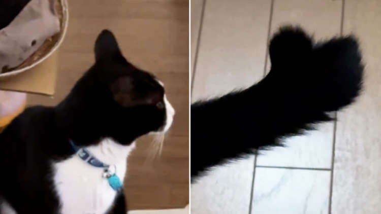 【二股しっぽがチョキチョキ動く義実家猫】猫又か、それとも福を招くかぎしっぽ猫か！？