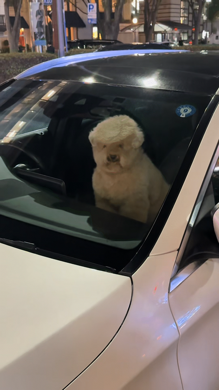 動物,犬,猫,しつけ,飼い方,育て方,病気,健康