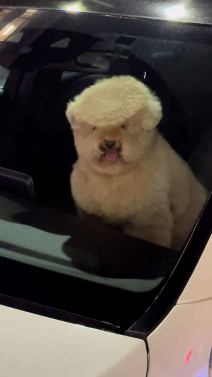 動物,犬,猫,しつけ,飼い方,育て方,病気,健康