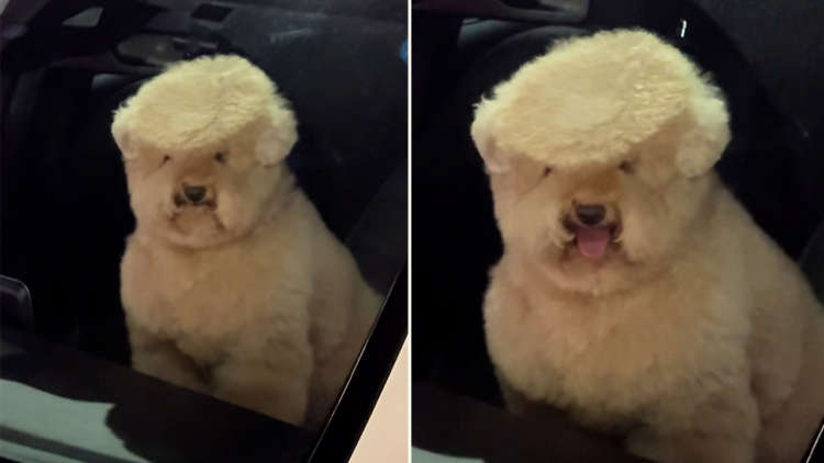 【車内で極秘会談中!?】1分車を離れて戻ってきたら、愛犬が“大統領”に就任していた件